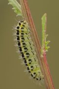 Zygaena filipendulae