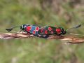 Zygaena carniolica