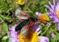 Zygaena exulans