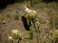 Zygaena erythrus