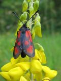 Zygaena loti