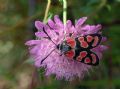 Zygaena carniolica