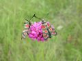 Zygaena carniolica