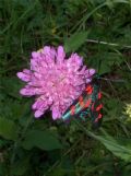 Zygaena filipendulae