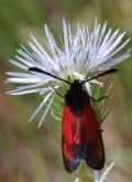 Zygaena erythrus