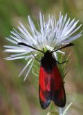 Zygaena erythrus