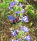 Zygaena filipendulae