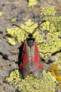 Zygaena exulans