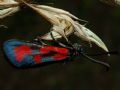 Zygaena loti