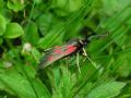 Zygaena exulans