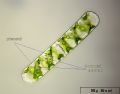 Spirogyra sp.