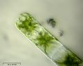Zygnema sp.