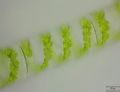 Spirogyra sp.