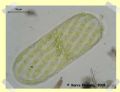 Spirogyra sp.
