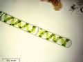 Spirogyra sp