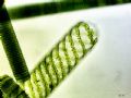 Spirogyra sp.