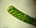 Spirogyra sp.