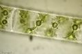 Spirogyra sp.