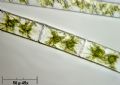 Zygnema sp.