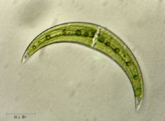 Closteriaceae