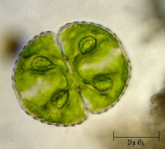 Desmidiaceae