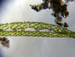 Zygnemataceae