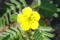 Tribulus terrestris