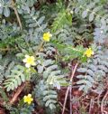 Tribulus terrestris