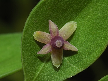 Fiore femminile del pungitopo