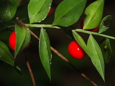 Bacche di pungitopo