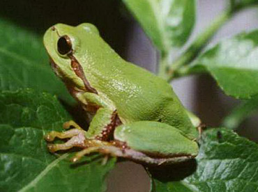 raganella