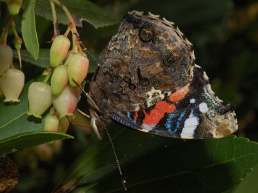 Vanessa atalanta su corbezzolo nell'Oasi di Macchiagrande