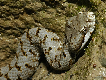 Reptilia - Vipera aspis