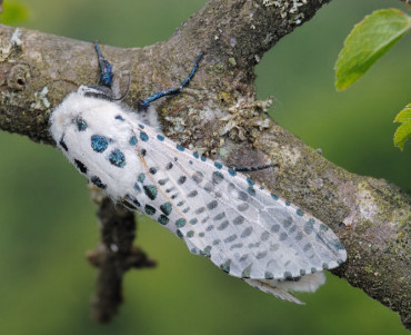Adulto di Rodilegno bianco foto di Paolo Mazzei