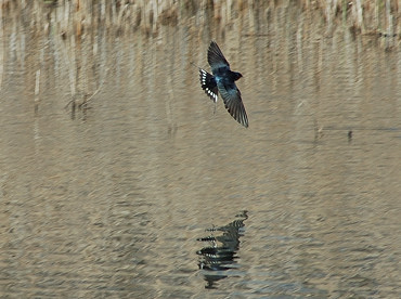 Rondine in volo