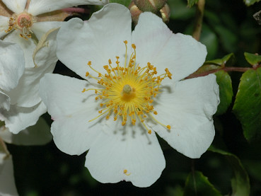 Fiore di rosa di San Giovanni
