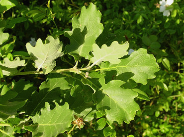 foglie di roverella
