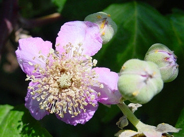 Fiore di rovo