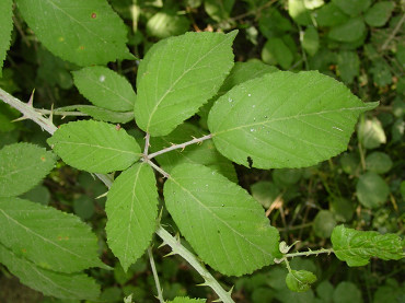 foglie del rovo
