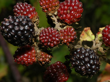 more, frutti del rovo