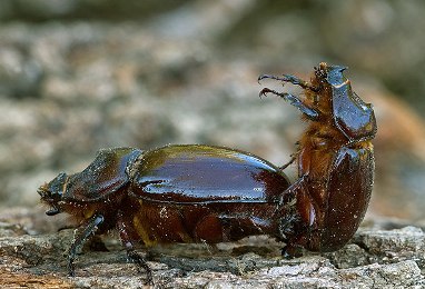 Accoppiamento di scarabei rinoceronte foto di Roberto Cobianchi