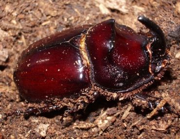 Scarabeo rinoceronte maschio foto di Giacomo Giovagnoli