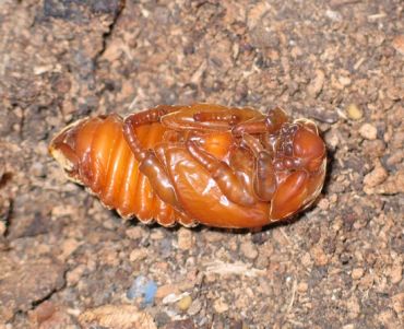 Pupa femmina di scarabeo rinoceronte foto di Giacomo Giovagnoli