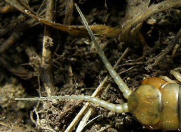 Particolare delle antene di scolopendra