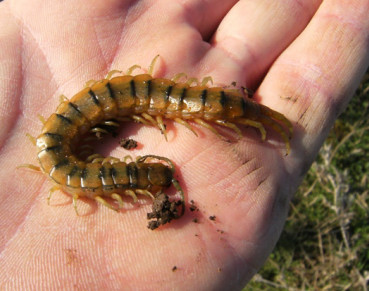 Scolopendra in mano