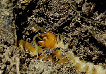 Scolopendra rovesciata