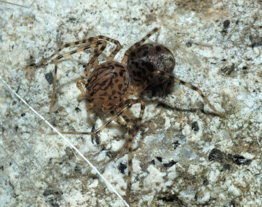 Scytodes thoracica foto di Aldo Marinelli