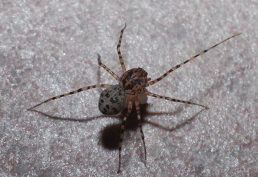 Scytodes thoracica con uova foto di Aldo Marinelli