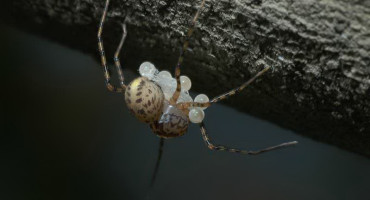 Scytodes thoracica con uova vista laterale foto di Aldo Marinelli