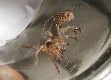 Scytodes thoracica e la sua ragnatela foto di Luigi Lenzini